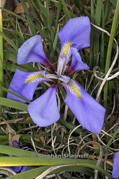 iris unguicularis 2 graphic